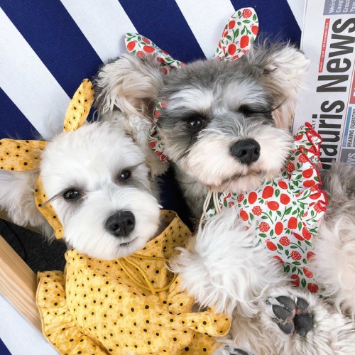 Rompers Harness Dog And Pet Dress Summer Spring Wear Cute Clothing