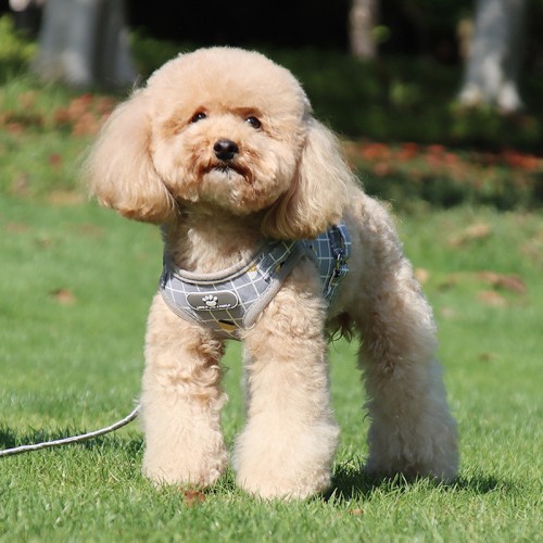 Pet Chest Strap Comfortable Breathable Undershirt Easy To Clean Non-Sticky Hair Cats
