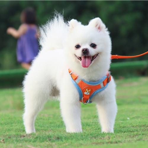 Reflective Dog Leash New Pet Chest Harness Dog Leash for Small Dogs