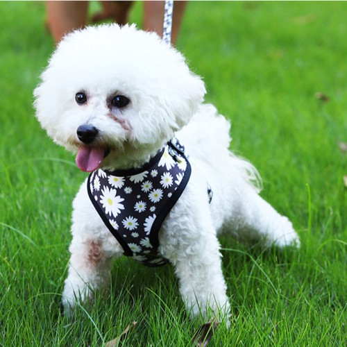 Vest-Type Pet Leash Dog Chest Back Cover Leash Teddy Small Dog Leash Supplies Puppy Accessories