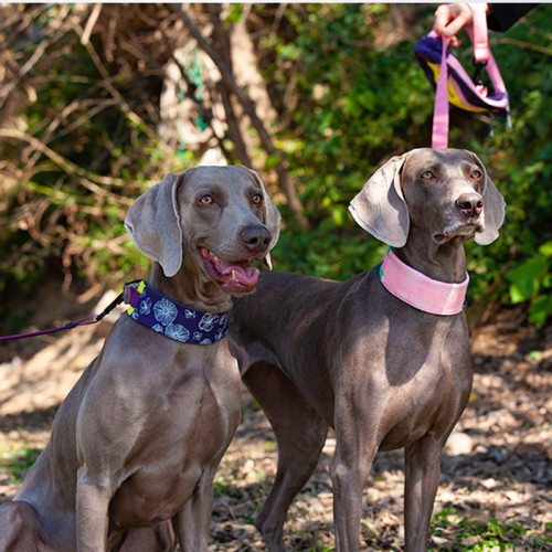 Pet Dog Dog Chain With Bag Running Hands-Free Full Function Portable Belt Bag Collar Rope Dog Chain