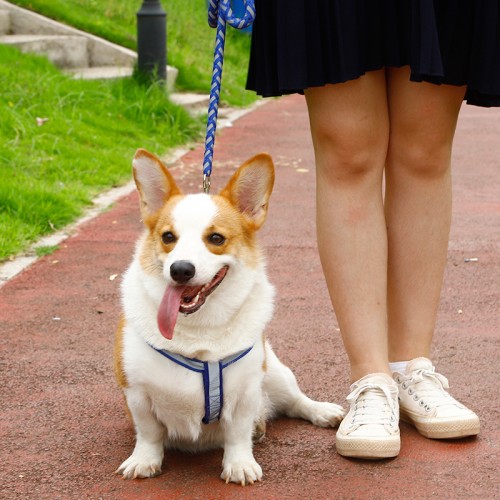 Pet Chest Sling Explosion-Proof Punch Dog Sling Dog Leash Dog Rope